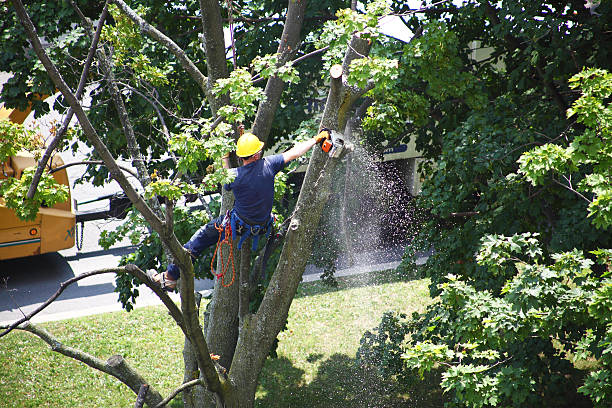 Trusted Vale, OR Tree Services Experts