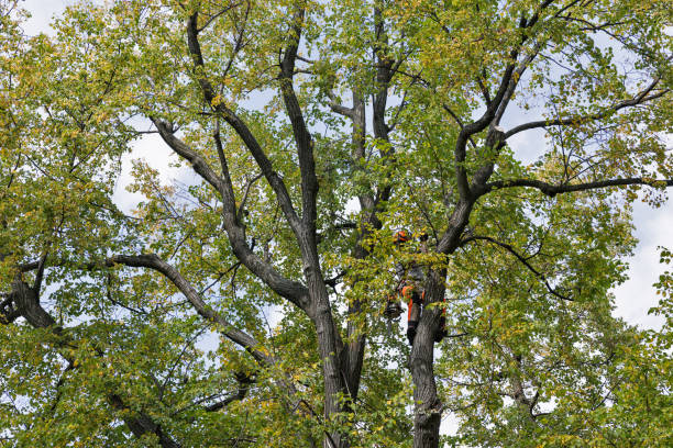 Best Tree Risk Assessment  in Vale, OR